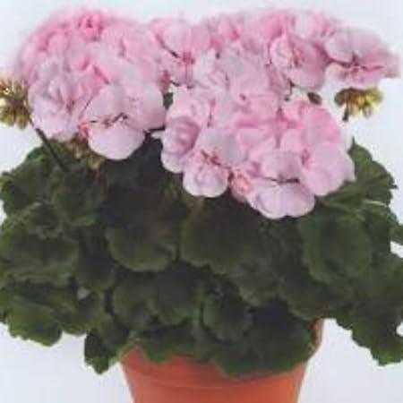 Geranium Zonal 'Alma' X5