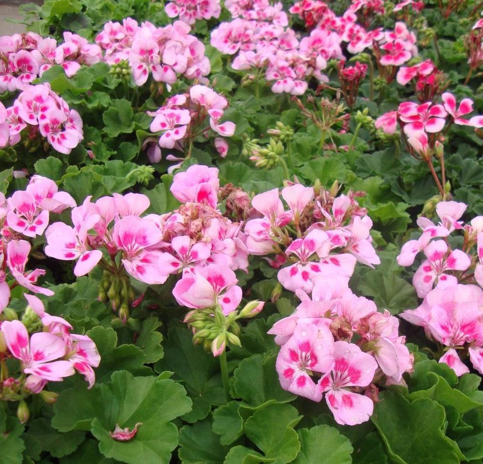 Geranium Zonal 'Candy Pink' X5