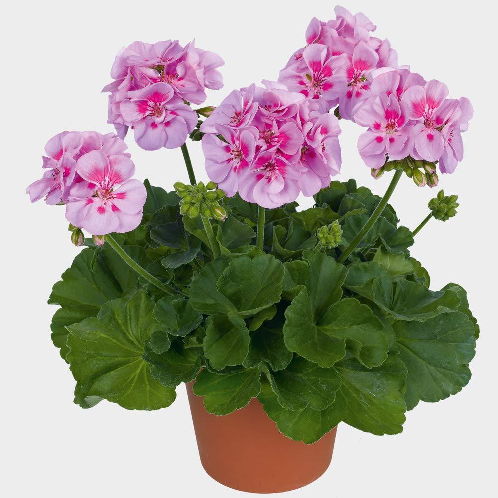 Geranium Zonal 'Candy Pink' X5