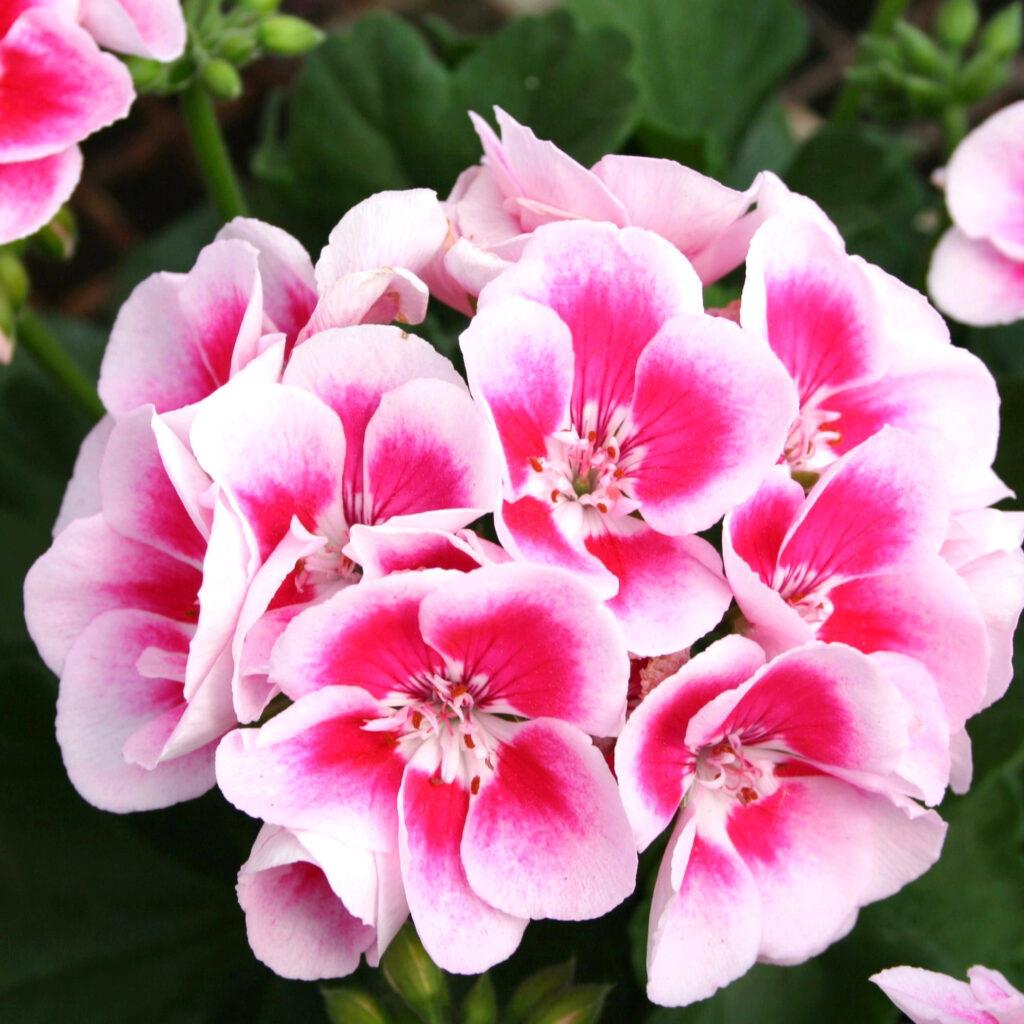 Geranium Zonal 'Flower Fairy White Splash' X5