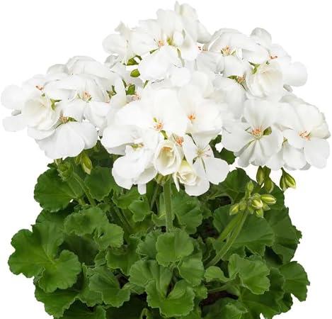 Geranium Zonal 'White Ice' X5