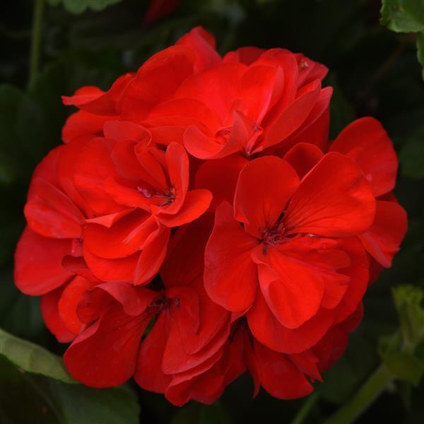 Geranium Zonal 'Sunrise Samantha' X5