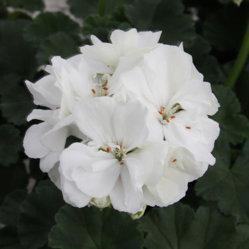 Geranium Zonal 'Moonlight Sailing' X5
