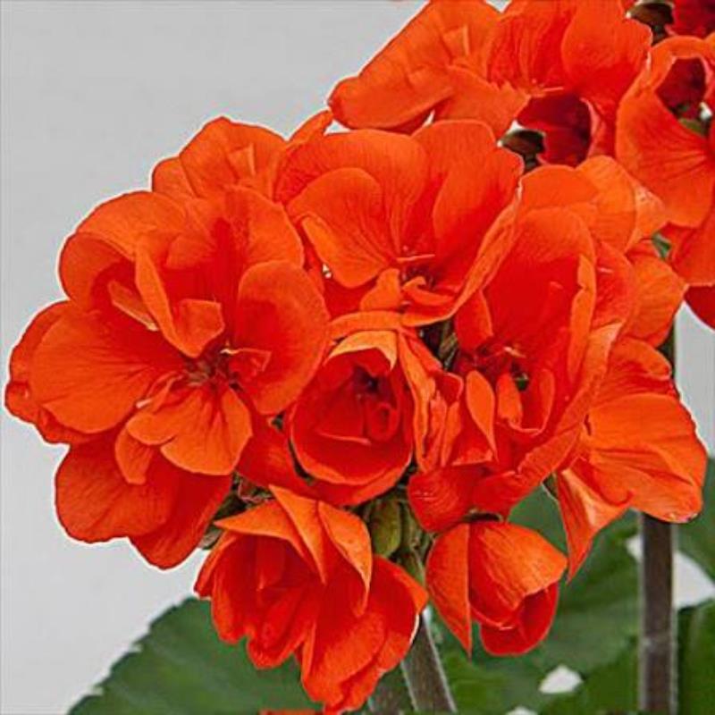 Geranium Zonal 'Moonlight Guido' X5