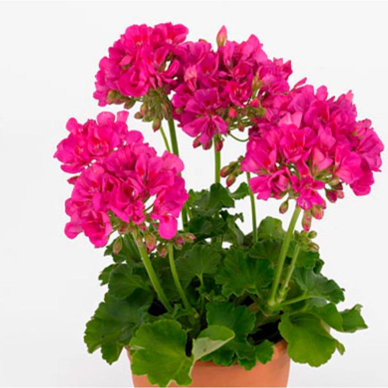 Geranium Zonal 'Sunrise Mona Lisa' X5