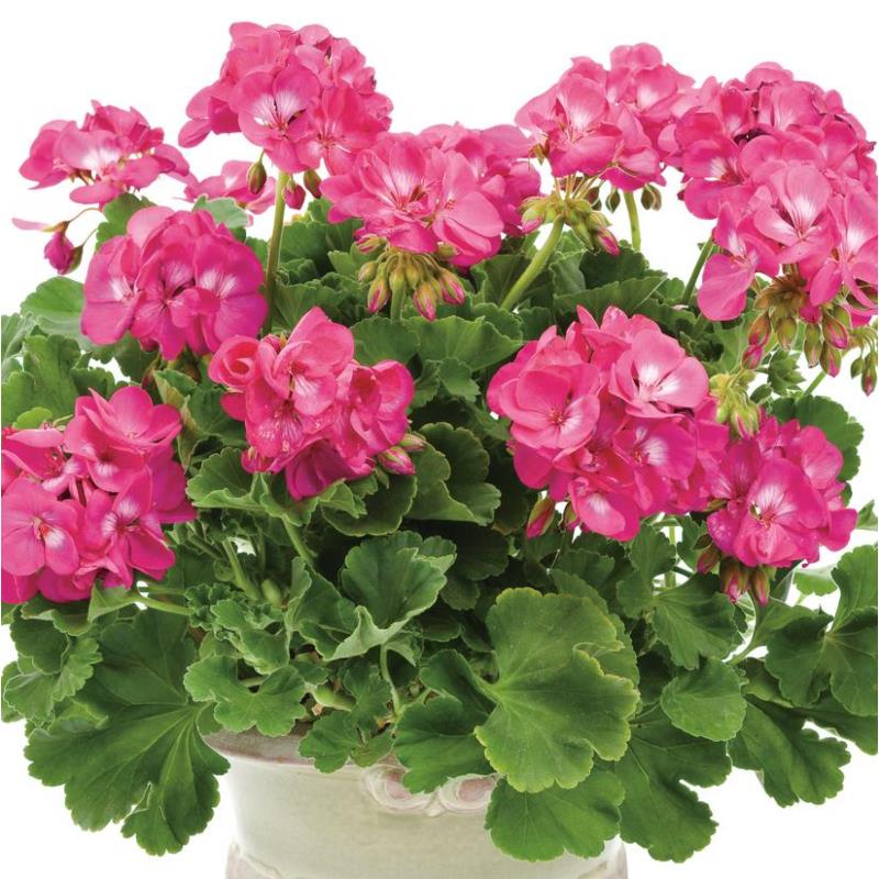 Geranium Zonal 'Rosita' X5