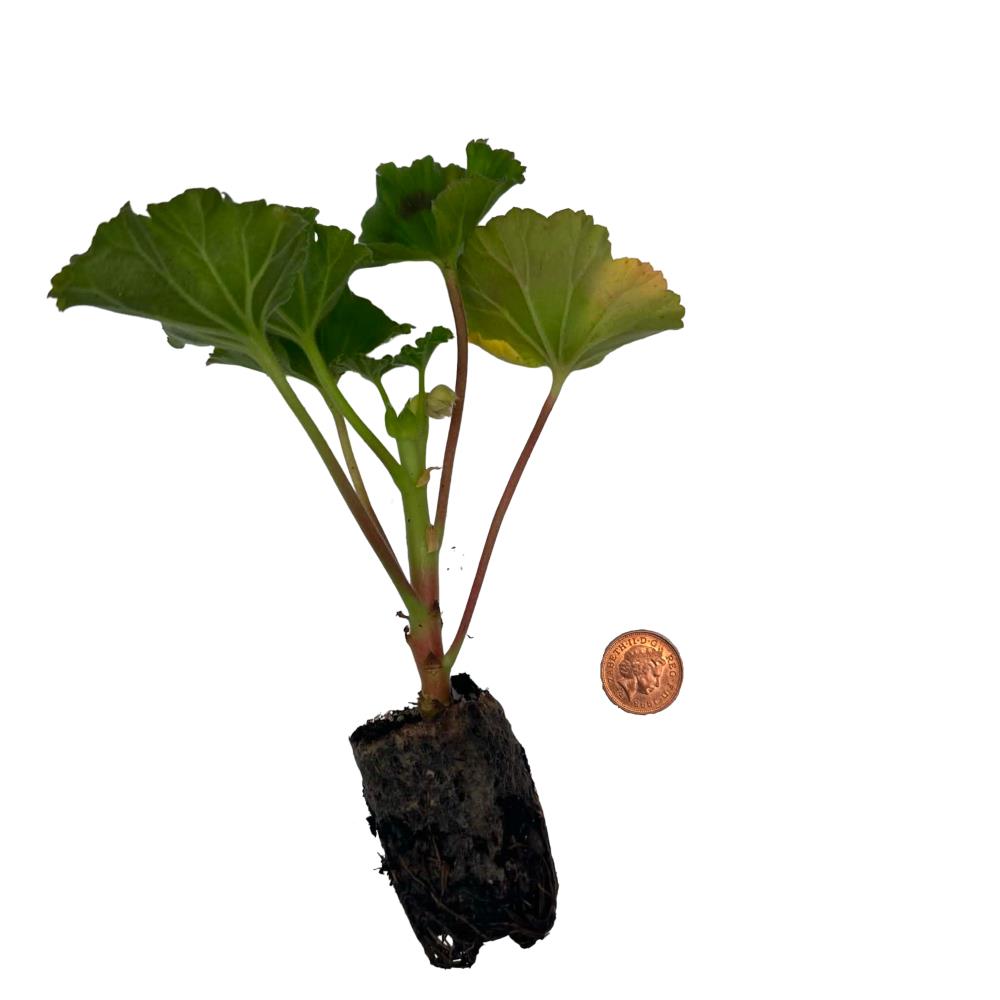 Geranium Zonal 'Mix' X5