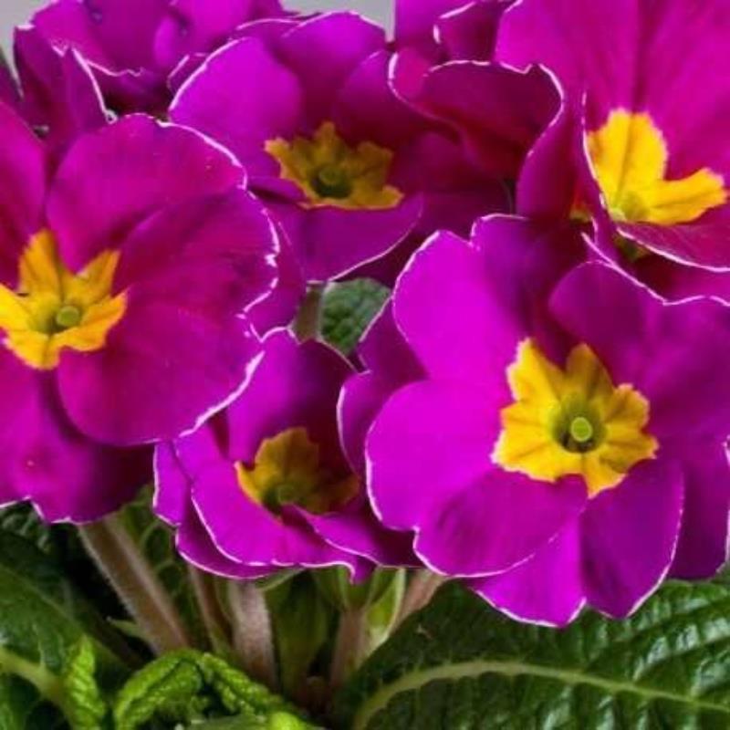 Primula Danique 'Light Violet' X12