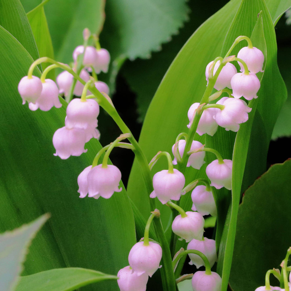 Pink Convallaria Majalis Rosea 'Lily of the Valley'