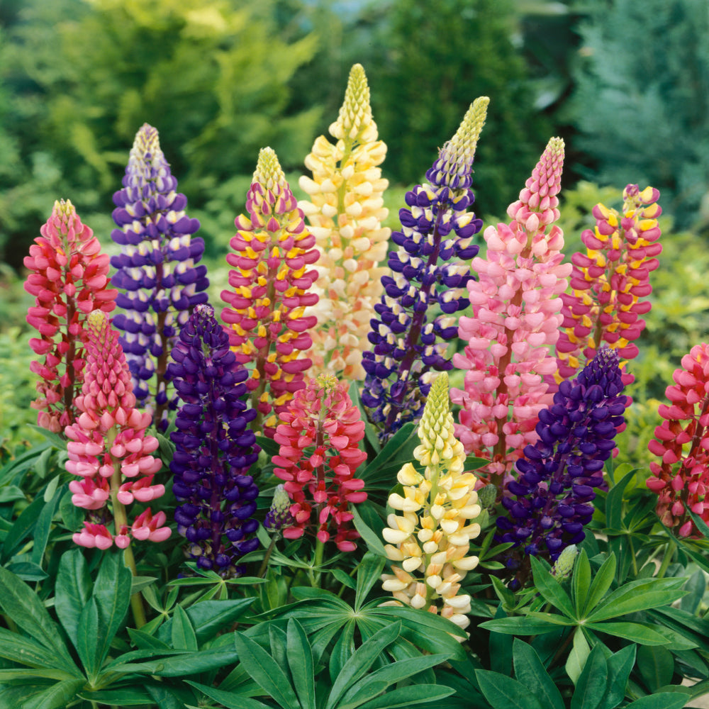 Lupin Legendary 'Mixed Colours' X5