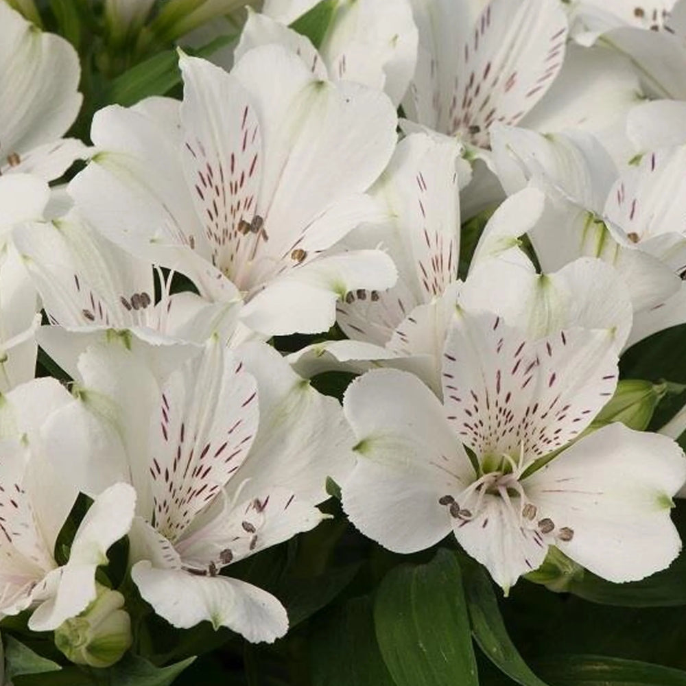Alstroemeria inticancha 'Magic White'