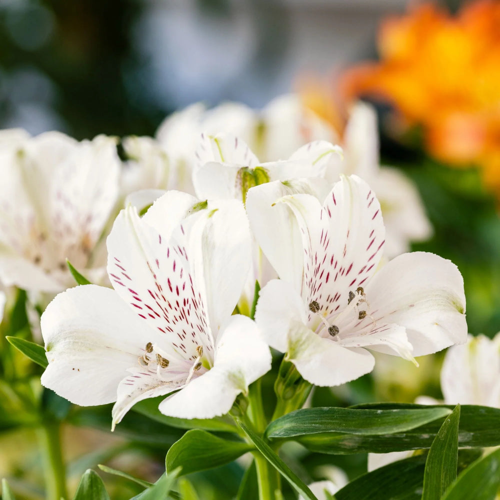 Alstroemeria inticancha 'Magic White'