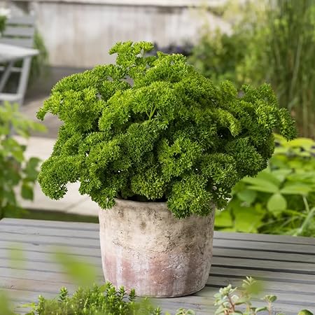 Parsley 'Envy' X3