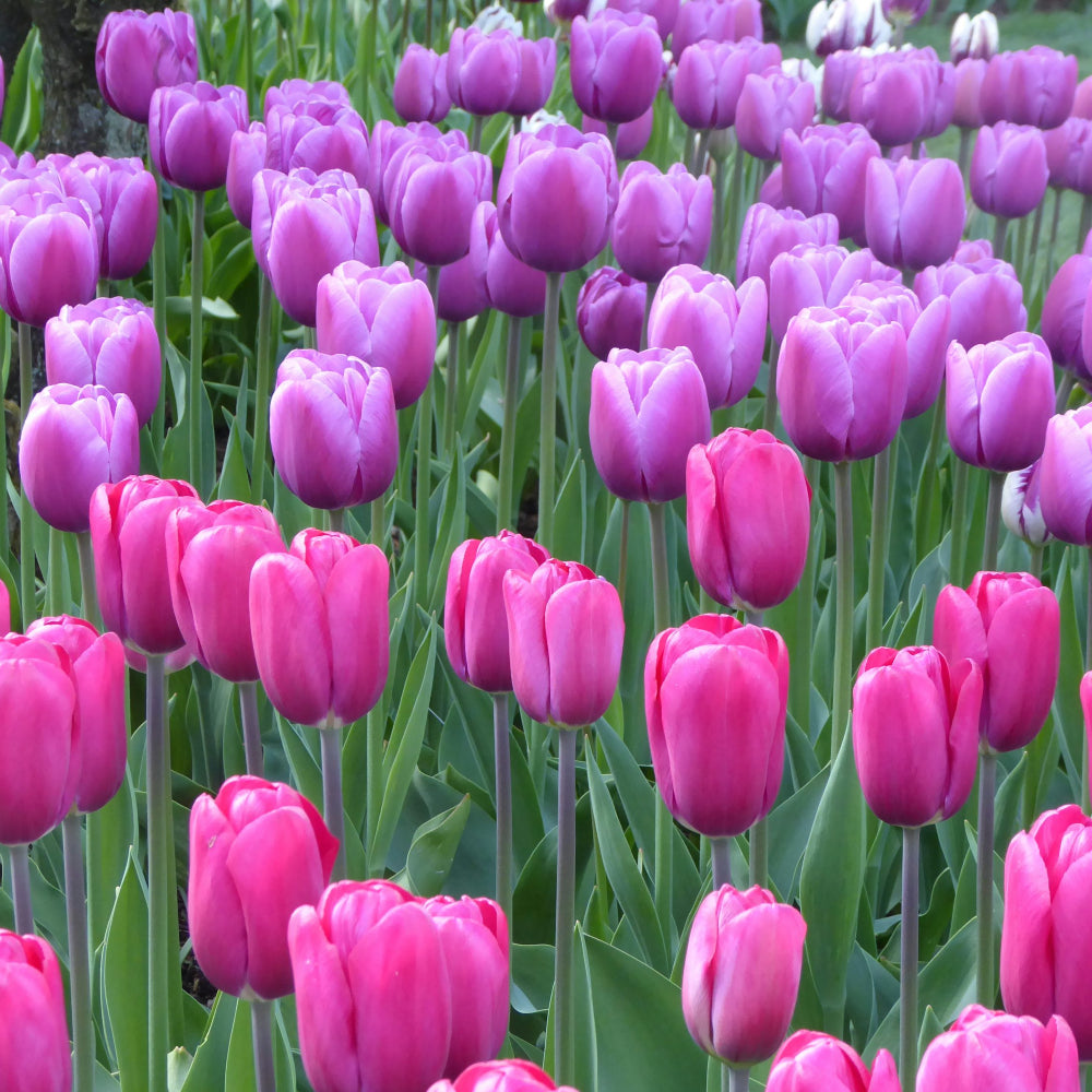 Tulip Triumph 'Purple and Pink Mix' X50