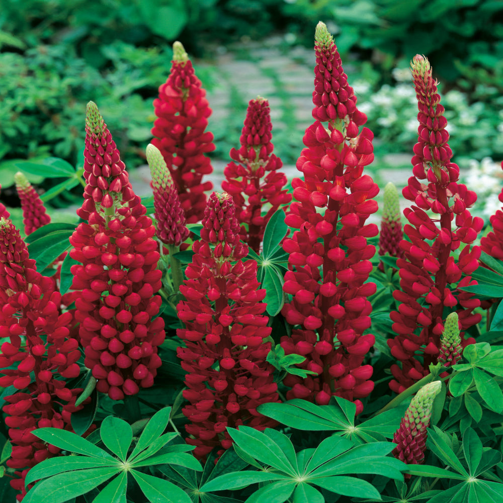 Lupin Legendary 'Red Shades' X5