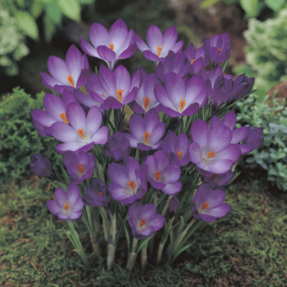 Crocus 'Ruby Giant' Tommasianus Bulbs