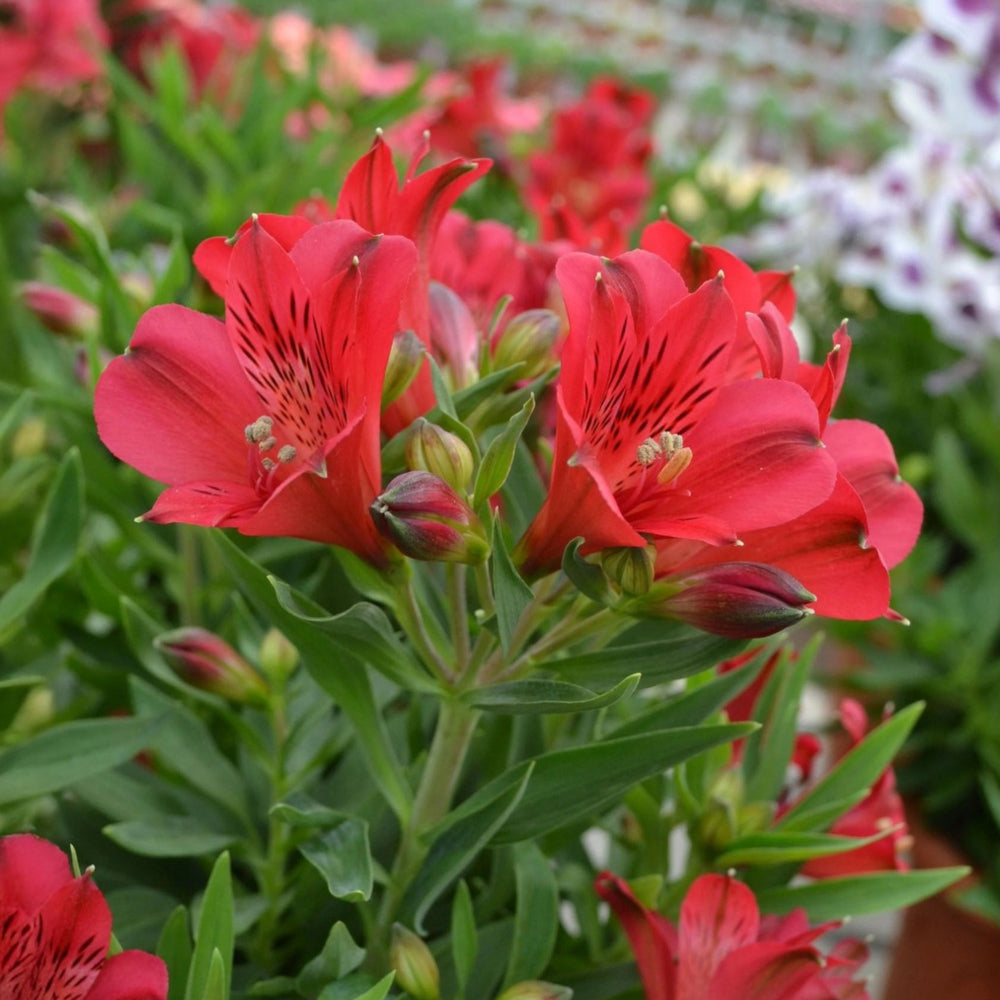 Alstroemeria inticancha 'Valentino'
