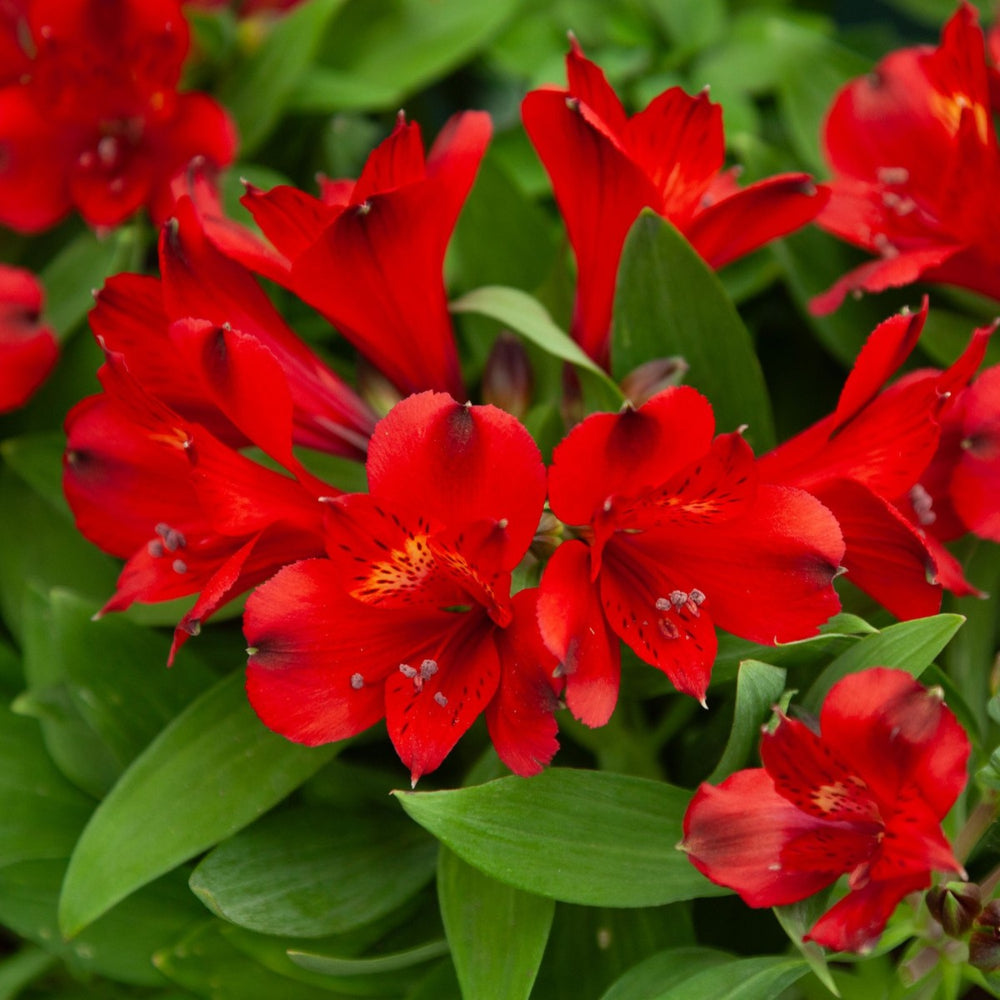 Alstroemeria inticancha 'Valentino'